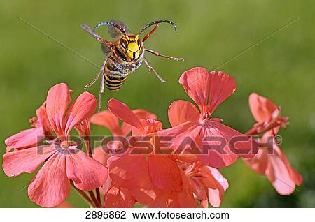 hornet (Vespa crabro) flying to a geranium, close-up View Large Photo Image Stock Image - hornet (Vespa crabro) flying to a geranium, close-up . Fotosearch