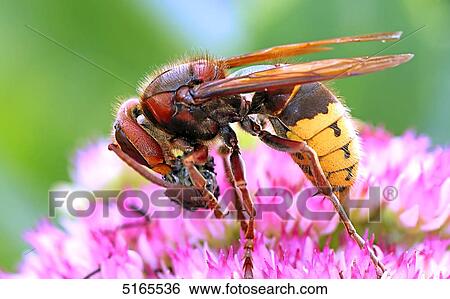 Stock Photograph - Hornet, Vespa crabro, with fly . Fotosearch