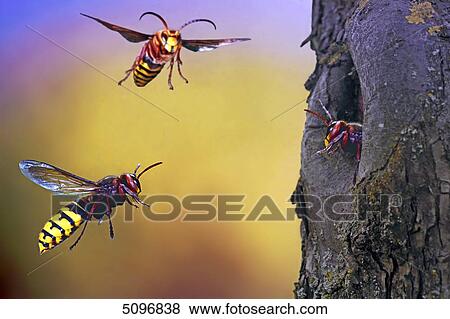 Stock Photo - Hornets' nest with flying hornets . Fotosearch