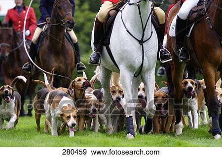 Horse riders with hounds in field View Large Photo Image Stock Photo - Horse riders with hounds in field . Fotosearch