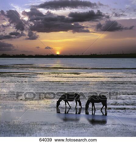 Stock Photo - Horses drinking water in lake at dusk . Fotosearch