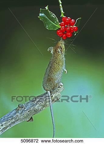Stock Image - House mouse . Fotosearch