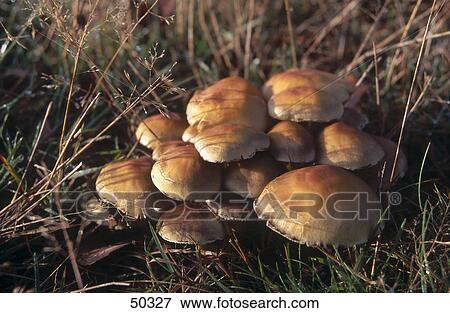 Hypholoma capnoides (Hypholoma capnoides) mushrooms growing in field View Large Photo Image Stock Photo - Hypholoma capnoides (Hypholoma capnoides) mushrooms growing in field . Fotosearch