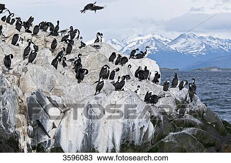 Imperial Shags (Phalacrocorax atriceps) on the Isla de los Lobos, Tierra del Fuego, Argentina View Large Photo Image Stock Image - Imperial Shags (Phalacrocorax atriceps) on the Isla de los Lobos, Tierra del Fuego, Argentina . Fotosearch