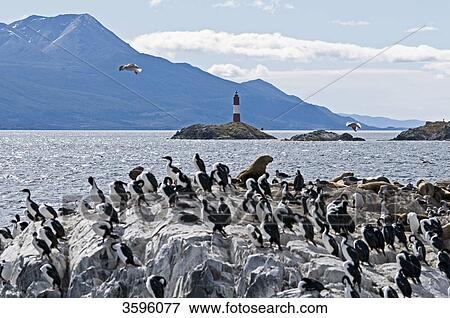 Imperial Shags (Phalacrocorax atriceps) on the Isla de los Lobos, Tierra del Fuego, Argentina View Large Photo Image Stock Photo - Imperial Shags (Phalacrocorax atriceps) on the Isla de los Lobos, Tierra del Fuego, Argentina . Fotosearch
