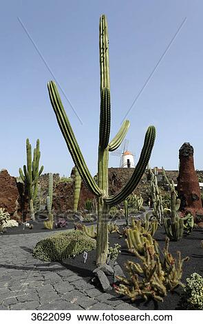 Jardin de Cactus, Guatiza, Lanzarote, Canary Islands, Spain, Europe View Large Photo Image Stock Photo - Jardin de Cactus, Guatiza, Lanzarote, Canary Islands, Spain, Europe . Fotosearch