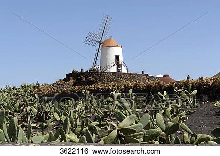 Jardin de Cactus, Guatiza, Lanzarote, Canary Islands, Spain, Europe View Large Photo Image Stock Photograph - Jardin de Cactus, Guatiza, Lanzarote, Canary Islands, Spain, Europe . Fotosearch