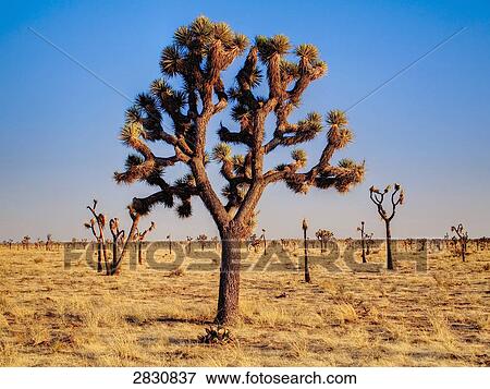 Joshua Tree (Yucca brevifolia), Joshua Tree Nationalpark, California, USA View Large Photo Image Stock Photo - Joshua Tree (Yucca brevifolia), Joshua Tree Nationalpark, California, USA . Fotosearch