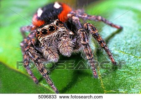 Jumping spider, Philaeus chrysops View Large Photo Image Stock Image - Jumping spider, Philaeus chrysops . Fotosearch