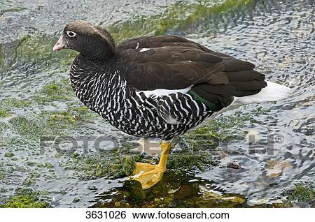 Stock Photograph - Kelp goose, Chloephaga hybrida, Falkland Islands, South America, America . Fotosearch