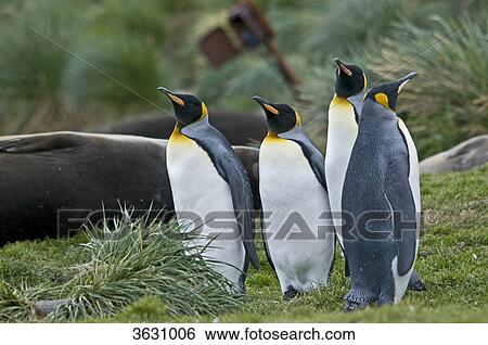 Stock Photograph - King penguins, Aptenodytes patagonicus, South Georgia, South America, America . Fotosearch