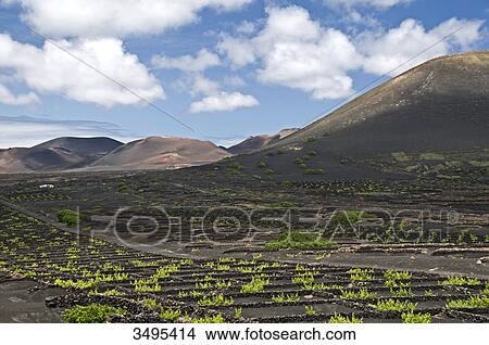 Picture - La Geria, Lanzarote, Canary Islands, Spain, Europe . Fotosearch