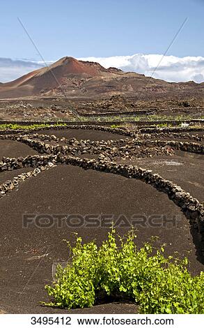Stock Image - La Geria, Lanzarote, Canary Islands, Spain, Europe . Fotosearch