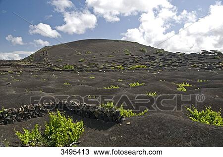 Stock Image - La Geria, Lanzarote, Canary Islands, Spain, Europe . Fotosearch