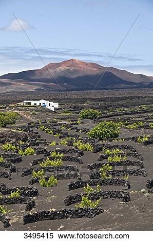 Stock Photography - La Geria, Lanzarote, Canary Islands, Spain, Europe . Fotosearch