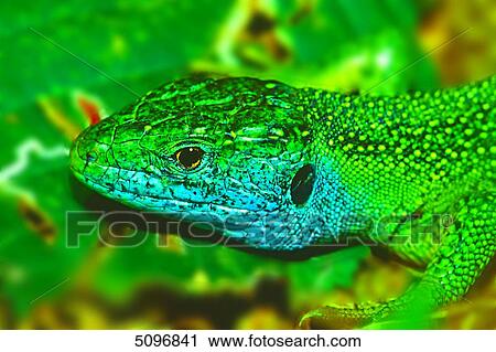 Lacerta Lepida View Large Photo Image Stock Image - Lacerta Lepida . Fotosearch