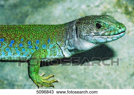 Lacerta lepida View Large Photo Image Stock Image - Lacerta lepida . Fotosearch
