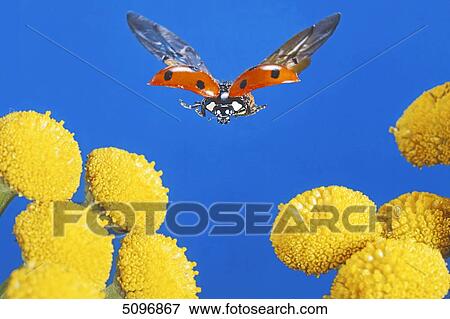 Stock Photo - Ladybeetle, Coccinella septempunctata . Fotosearch