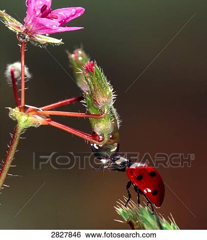 Stock Photograph - Ladybug (Coccinellidae), close-up . Fotosearch