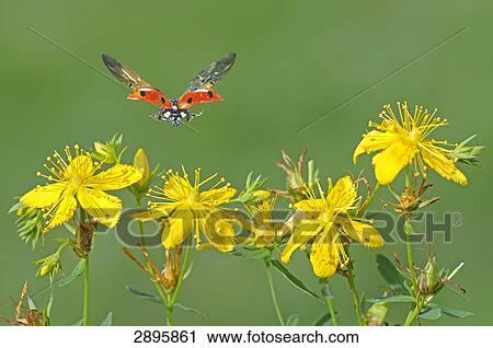 ladybug flying to St. John's wort, close-up View Large Photo Image Stock Image - ladybug flying to St. John's wort, close-up . Fotosearch