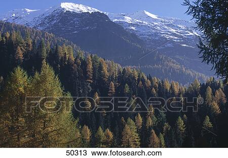 Larch trees in forest with mountains in background, Dolomites, Alto Adige, Italy View Large Photo Image Stock Image - Larch trees in forest with mountains in background, Dolomites, Alto Adige, Italy . Fotosearch
