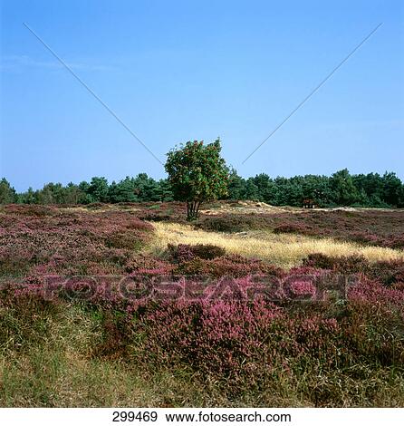 Lavender field on landscape, Mecklenburg, Mecklenburg-West Pomerania, Germany View Large Photo Image Stock Photo - Lavender field on landscape, Mecklenburg, Mecklenburg-West Pomerania, Germany . Fotosearch
