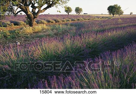Lavender (Lavendula augustifolia ) crop in field, Alpes-de-Haute-Provence, Provence-Alpes-Cote D'Azur, France View Large Photo Image Picture - Lavender (Lavendula augustifolia ) crop in field, Alpes-de-Haute-Provence, Provence-Alpes-Cote D'Azur, France . Fotosearch