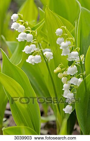 Lily of the valley (Convallaria majalis), close-up View Large Photo Image Stock Image - Lily of the valley (Convallaria majalis), close-up . Fotosearch