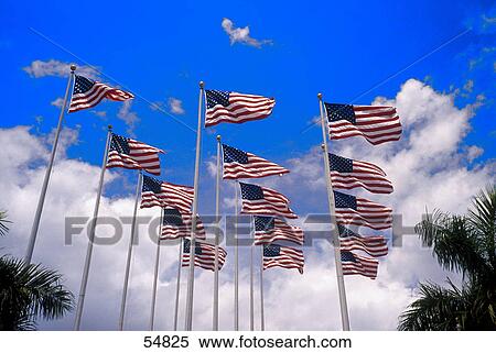 Low angle view of American flags fluttering, Florida, USA View Large Photo Image Stock Photography - Low angle view of American flags fluttering, Florida, USA . Fotosearch
