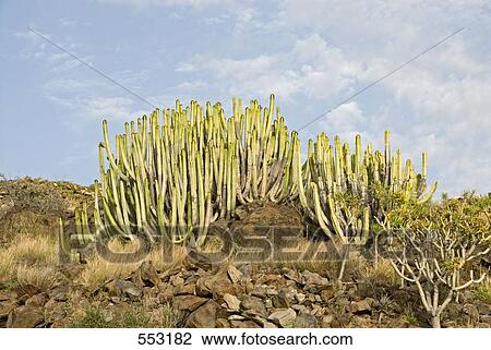 Stock Image - Low angle view of cactus on island, Tenerife, Canary Islands, Spain . Fotosearch