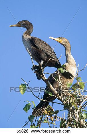 Low angle view of cormorants perching on tree View Large Photo Image Stock Photograph - Low angle view of cormorants perching on tree . Fotosearch