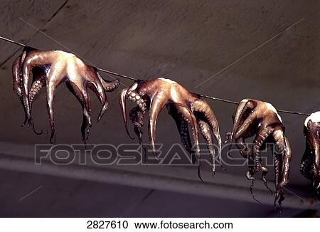 Low angle view of octopus drying, Mykonos, Cyclades Islands, Greece View Large Photo Image Stock Image - Low angle view of octopus drying, Mykonos, Cyclades Islands, Greece . Fotosearch