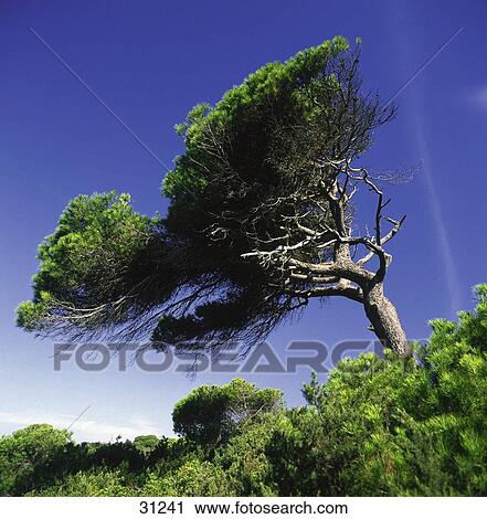 Low angle view of Stone Pine tree (Pinus pinea), Algarve, Portugal View Large Photo Image Stock Image - Low angle view of Stone Pine tree (Pinus pinea), Algarve, Portugal . Fotosearch