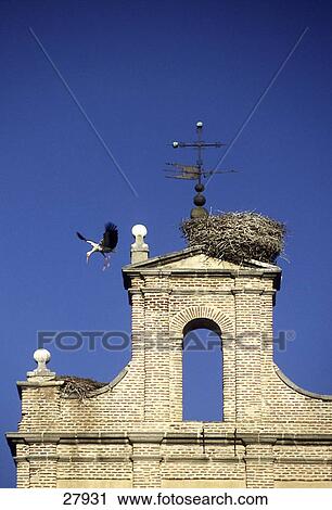 Low angle view of White stork (Ciconia ciconia) flying near building, Avila, Spain View Large Photo Image Stock Image - Low angle view of White stork (Ciconia ciconia) flying near building, Avila, Spain . Fotosearch