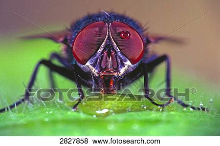 Lucilia caesar sucking, close-up View Large Photo Image Stock Photo - Lucilia caesar sucking, close-up . Fotosearch