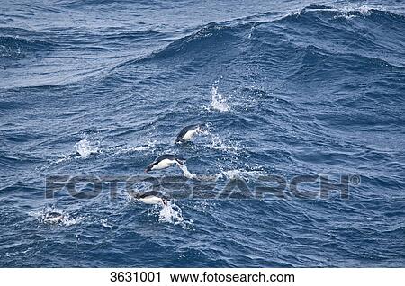 Stock Image - Macaroni penguins, Eudyptes chrysolophus, swimming in South Atlantic Ocean . Fotosearch