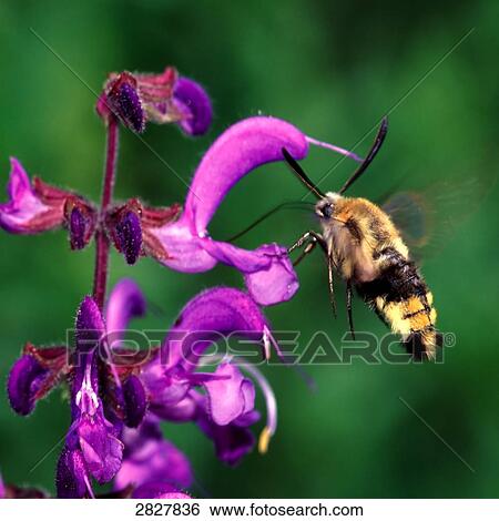 Macroglossum stellatarum, close-up View Large Photo Image Stock Photograph - Macroglossum stellatarum, close-up . Fotosearch