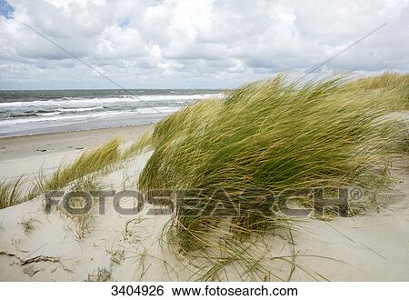 Marram grasses at the coast of Texel, Netherlands View Large Photo Image Stock Photograph - Marram grasses at the coast of Texel, Netherlands . Fotosearch