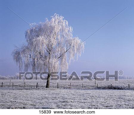 Meadow covered with frost View Large Photo Image Stock Photo - Meadow covered with frost . Fotosearch