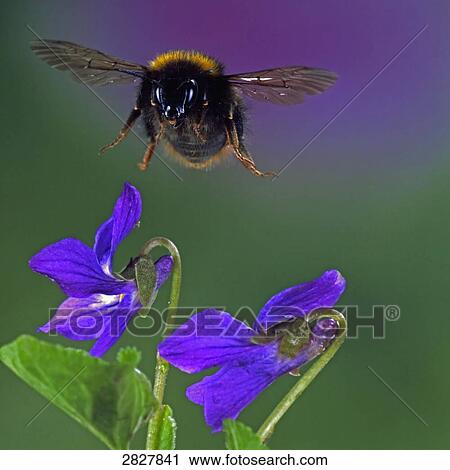 Megabombus hortorum, close-up View Large Photo Image Stock Image - Megabombus hortorum, close-up . Fotosearch