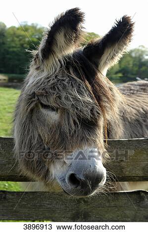 Stock Image - Mill museum, Gifhorn, Lower Saxony, Germany, Europe . Fotosearch