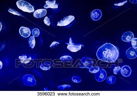 moon jellyfish, Aurelia aurita View Large Photo Image Stock Image - moon jellyfish, Aurelia aurita . Fotosearch