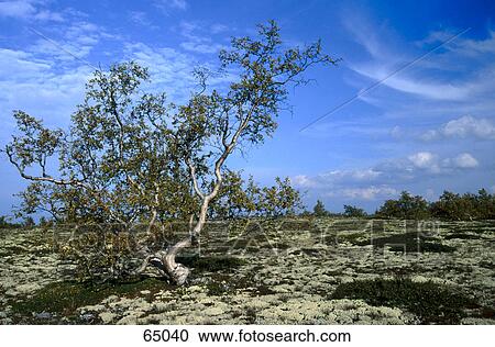 Stock Image - Moss and trees on landscape, Rondane National Park, Norway . Fotosearch