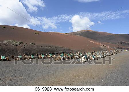 National Park Timanfaya, Lanzarote, Canary Islands, Spain, Europe View Large Photo Image Stock Image - National Park Timanfaya, Lanzarote, Canary Islands, Spain, Europe . Fotosearch
