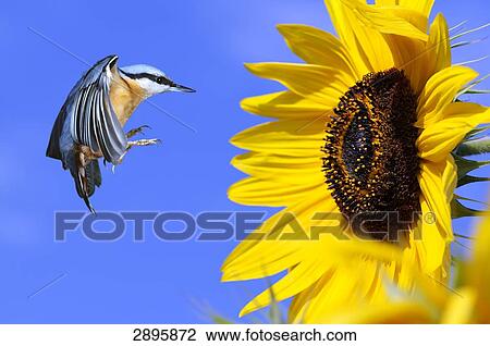 nuthatch flying on a sunflower, side view View Large Photo Image Stock Image - nuthatch flying on a sunflower, side view . Fotosearch