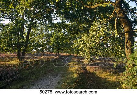 Stock Photo - Oak trees along hiking trail, Lueneburger Heide, Germany . Fotosearch