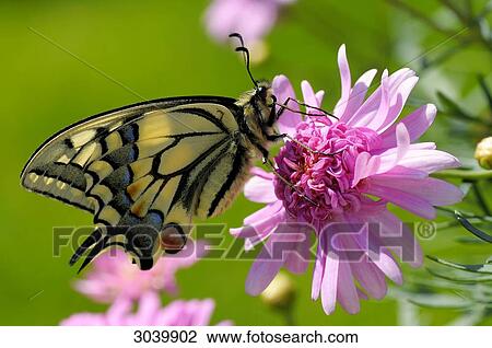 Old World Swallowtail (Papilio machaon) sitting on pink blossom, side view View Large Photo Image Stock Image - Old World Swallowtail (Papilio machaon) sitting on pink blossom, side view . Fotosearch