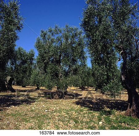 Olive trees in field, Parco Nazionale Del Gargano, Vieste, Foggia Province, Puglia, Italy View Large Photo Image Picture - Olive trees in field, Parco Nazionale Del Gargano, Vieste, Foggia Province, Puglia, Italy . Fotosearch