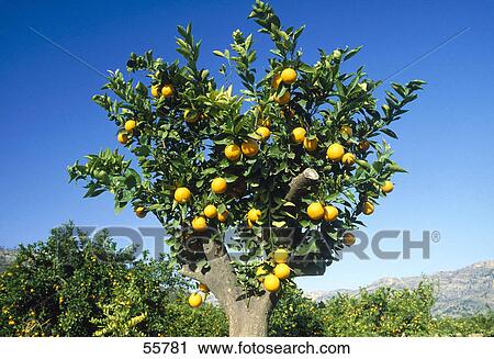 Stock Image - Orange trees in orchard . Fotosearch
