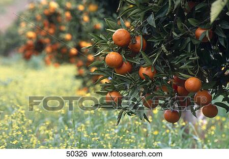 Oranges growing on branches View Large Photo Image Stock Photograph - Oranges growing on branches . Fotosearch